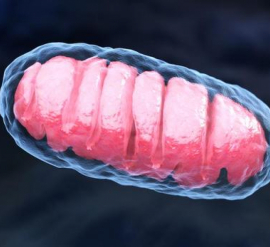 The Role of Mitochondria in Cells in Fat Metabolism