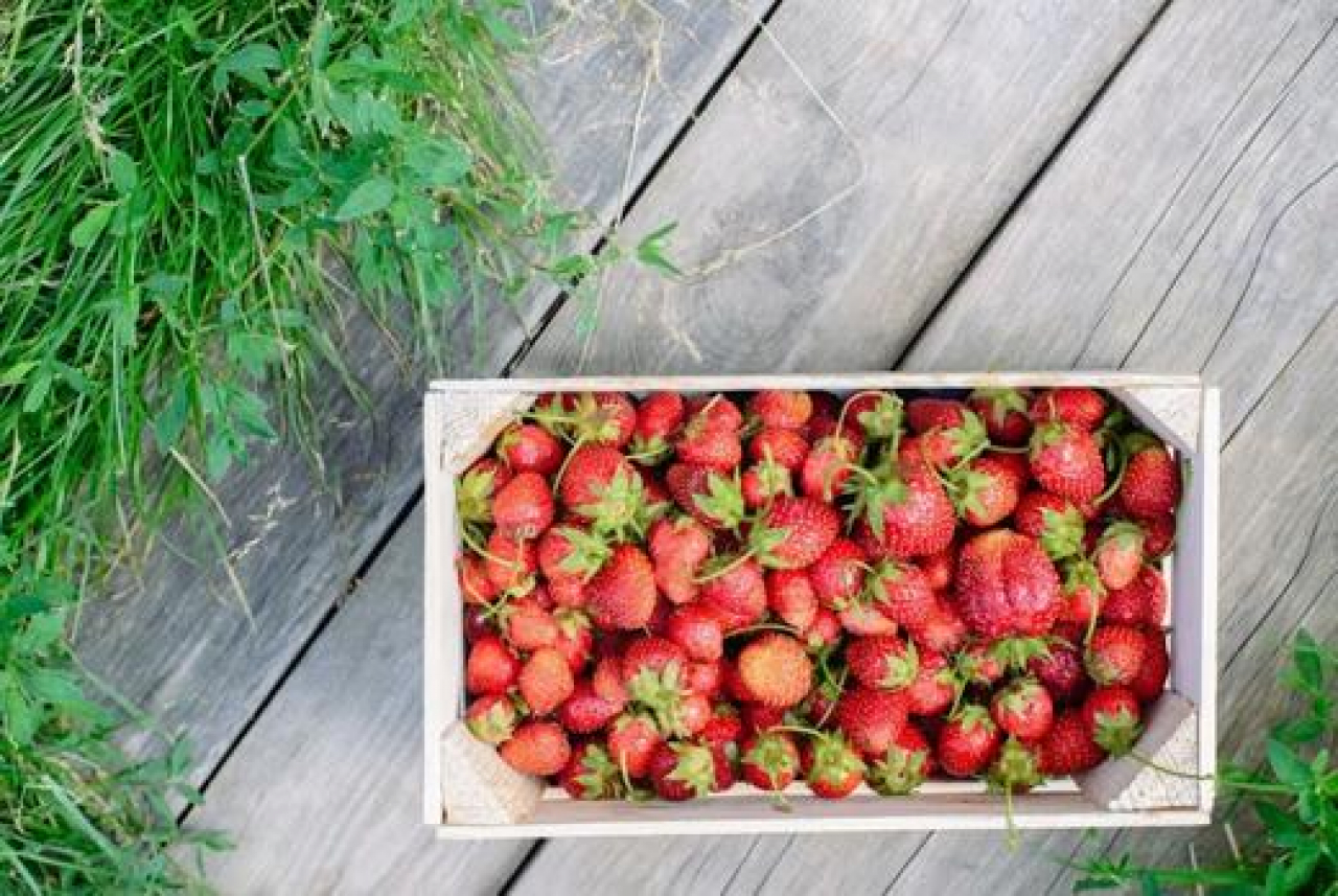 Strawberry Season