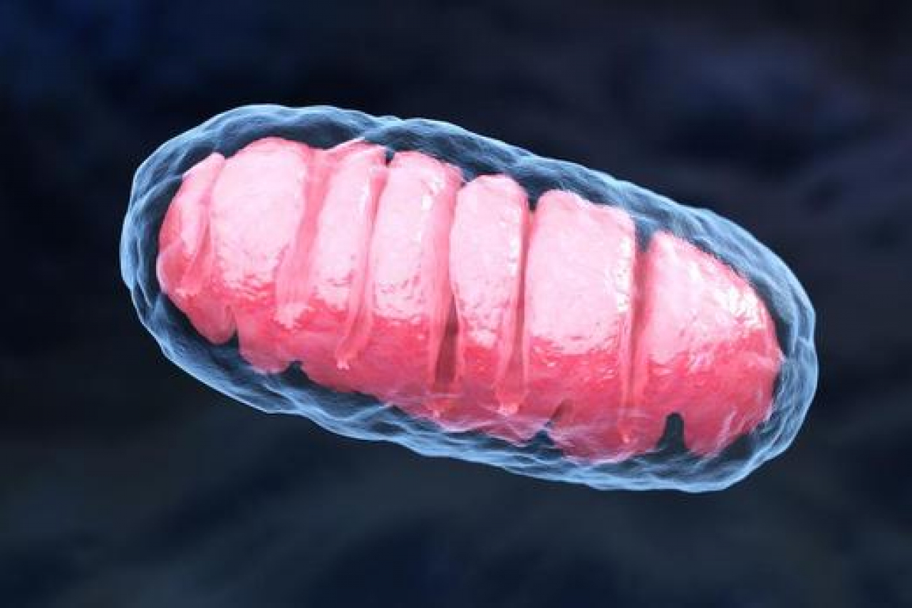 The Role of Mitochondria in Cells in Fat Metabolism